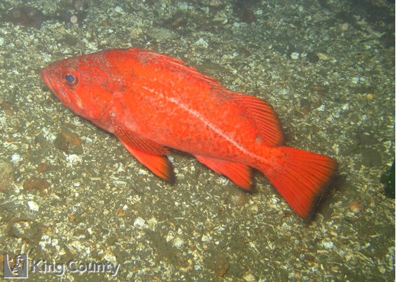 Photo of Sebastes miniatus